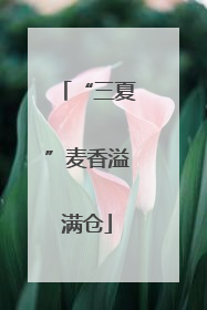 “三夏”麦香溢满仓