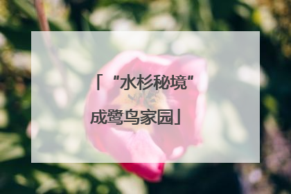 “水杉秘境”成鹭鸟家园