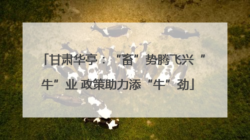 甘肃华亭：“畜”势腾飞兴“牛”业 政策助力添“牛”劲