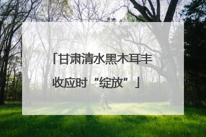 甘肃清水黑木耳丰收应时“绽放”