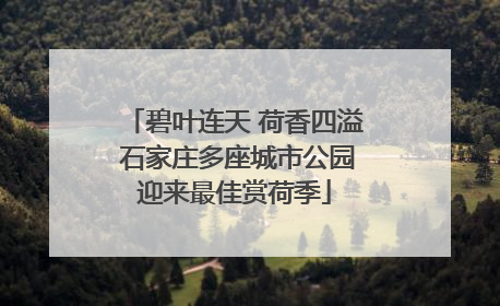 碧叶连天 荷香四溢 石家庄多座城市公园迎来最佳赏荷季