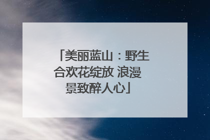 美丽蓝山：野生合欢花绽放 浪漫景致醉人心