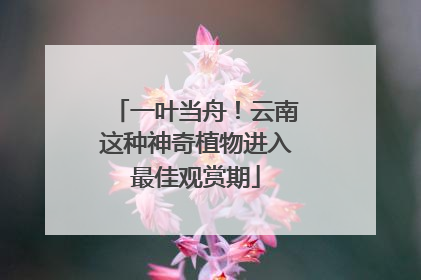 一叶当舟！云南这种神奇植物进入最佳观赏期