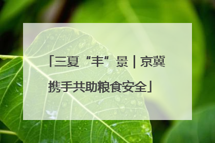 三夏“丰”景｜京冀携手共助粮食安全