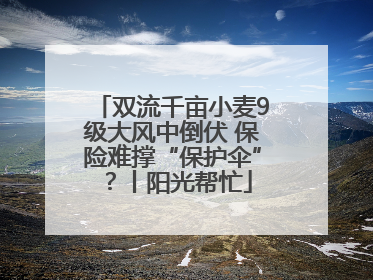 双流千亩小麦9级大风中倒伏 保险难撑“保护伞”？丨阳光帮忙