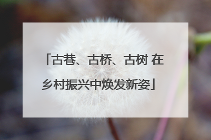 古巷、古桥、古树 在乡村振兴中焕发新姿
