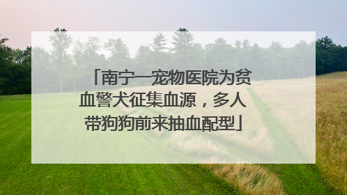 南宁一宠物医院为贫血警犬征集血源，多人带狗狗前来抽血配型