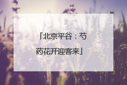 北京平谷：芍药花开迎客来
