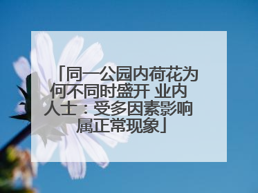 同一公园内荷花为何不同时盛开 业内人士：受多因素影响 属正常现象