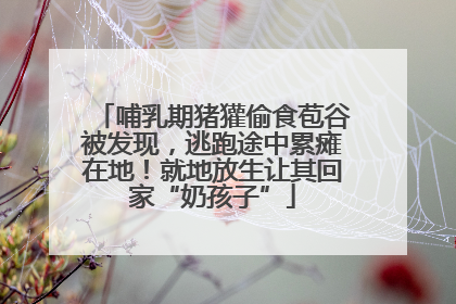 哺乳期猪獾偷食苞谷被发现，逃跑途中累瘫在地！就地放生让其回家“奶孩子”