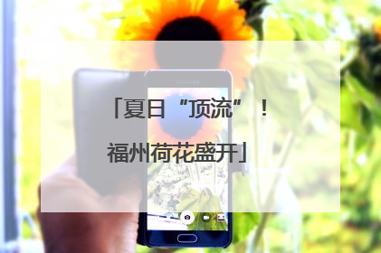 夏日“顶流”！福州荷花盛开