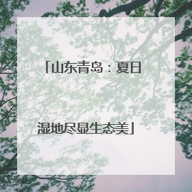 山东青岛：夏日湿地尽显生态美