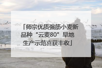 师宗优质强筋小麦新品种“云麦80”旱地生产示范喜获丰收