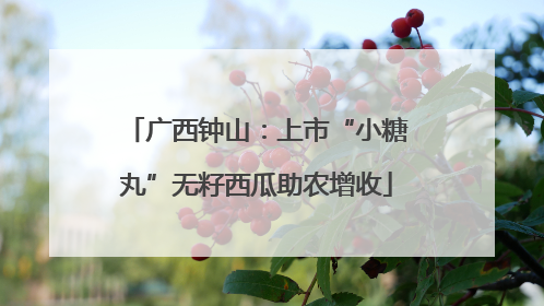 广西钟山：上市“小糖丸”无籽西瓜助农增收