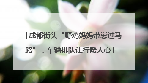 成都街头“野鸡妈妈带崽过马路”，车辆排队让行暖人心