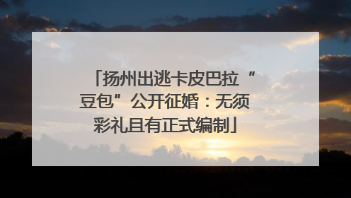 扬州出逃卡皮巴拉“豆包”公开征婚：无须彩礼且有正式编制