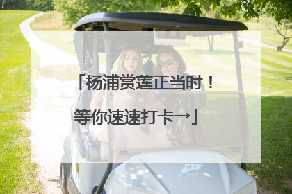 杨浦赏莲正当时！等你速速打卡→