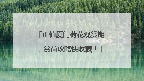 正值厦门荷花观赏期，赏荷攻略快收藏！