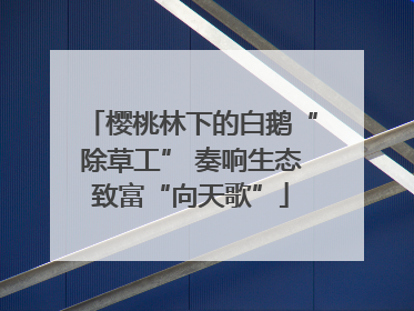 樱桃林下的白鹅“除草工” 奏响生态致富“向天歌”