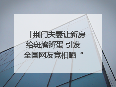 荆门夫妻让新房给斑鸠孵蛋 引发全国网友竞相晒“人鸟共处”图
