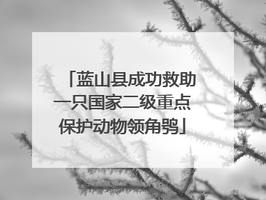蓝山县成功救助一只国家二级重点保护动物领角鸮