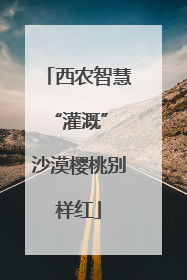 西农智慧“灌溉” 沙漠樱桃别样红