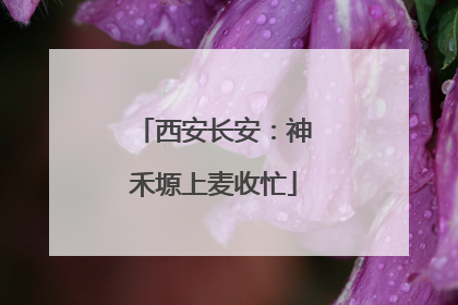 西安长安：神禾塬上麦收忙