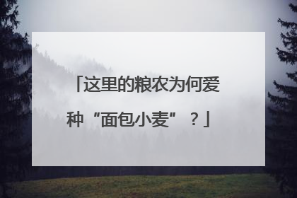 这里的粮农为何爱种“面包小麦”？