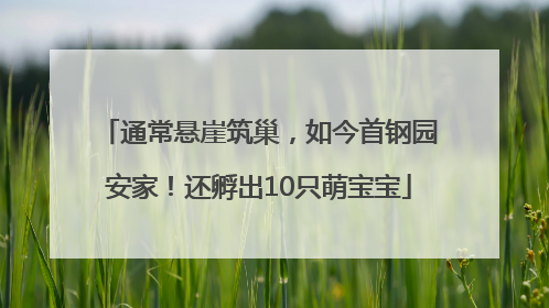 通常悬崖筑巢，如今首钢园安家！还孵出10只萌宝宝