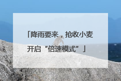 降雨要来，抢收小麦开启“倍速模式”