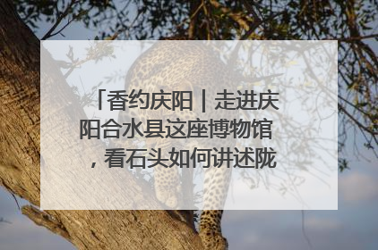 香约庆阳｜走进庆阳合水县这座博物馆，看石头如何讲述陇东千年历史