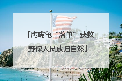 鹰嘴龟“落单”获救 野保人员放归自然