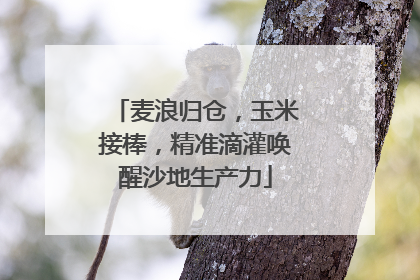 麦浪归仓，玉米接棒，精准滴灌唤醒沙地生产力