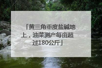 黄三角重度盐碱地上，油菜测产每亩超过180公斤